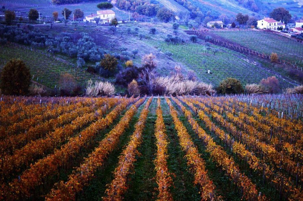 Agriturismo Cantina Morone Guardia Sanframondi Luaran gambar